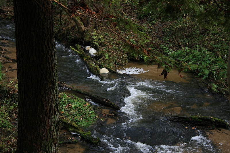 Rostoczek 11.2008 123